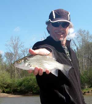 White bass at Franklin...