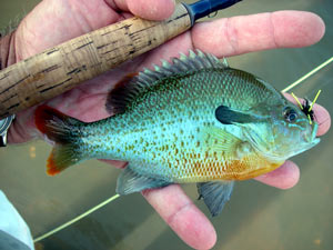 Flint River redbreast sunfish...