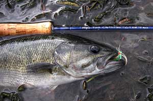 Shoal bass on the 7'6" TFO TiCRX 6 wt...great for the kayak!