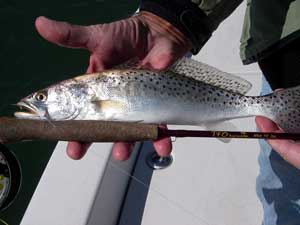 Sea trout on the 7' 4wt TFO Bug Launcher...